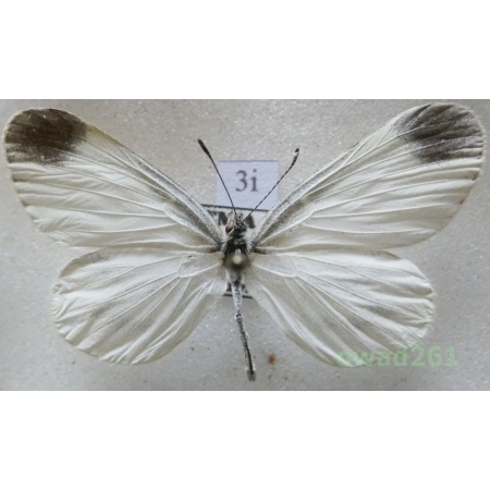Leptidea sinapis (Linnaeus, 1758) male Wietek gorczycznik Czech3i